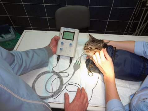 BAER-тест, провера слуха у животных