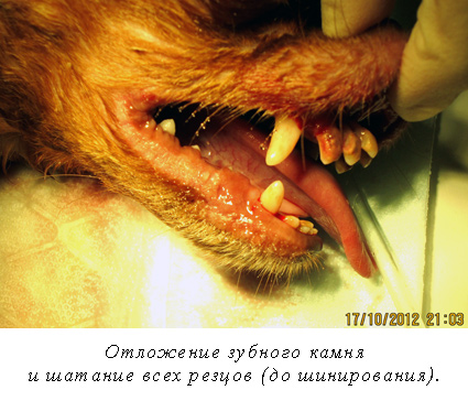 Шатаются зубы у собаки, качаются зубы, выпадение зубов у собак. Шинирование  зубов у собак | Институт Ветеринарной Биологии, Санкт-Петербург
