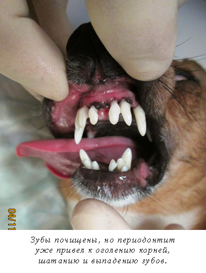 Шатаются зубы у собаки, качаются зубы, выпадение зубов у собак. Шинирование  зубов у собак | Институт Ветеринарной Биологии, Санкт-Петербург