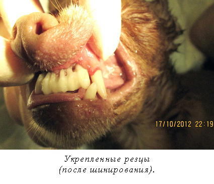 Молочные зубы у собаки