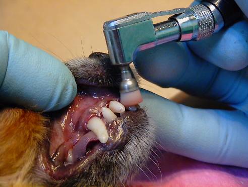 Не сменились молочные зубы у собаки, что делать? | Ветеринарная клиника 